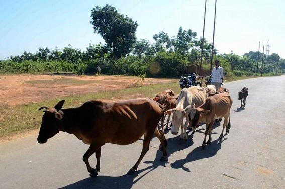 Rampant smuggling of cows continues through Kalamchoura border; Police’s role under scanner once again Rampant smuggling of cows continues through Kalamchoura border; Police’s role under scanner once again